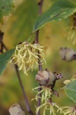 Hamamelis virginiana - vilín viržinský - květ a plod